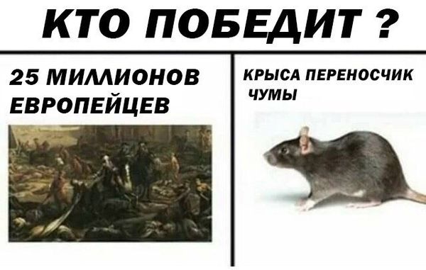 Дератизация от грызунов от крыс и мышей в Калугой