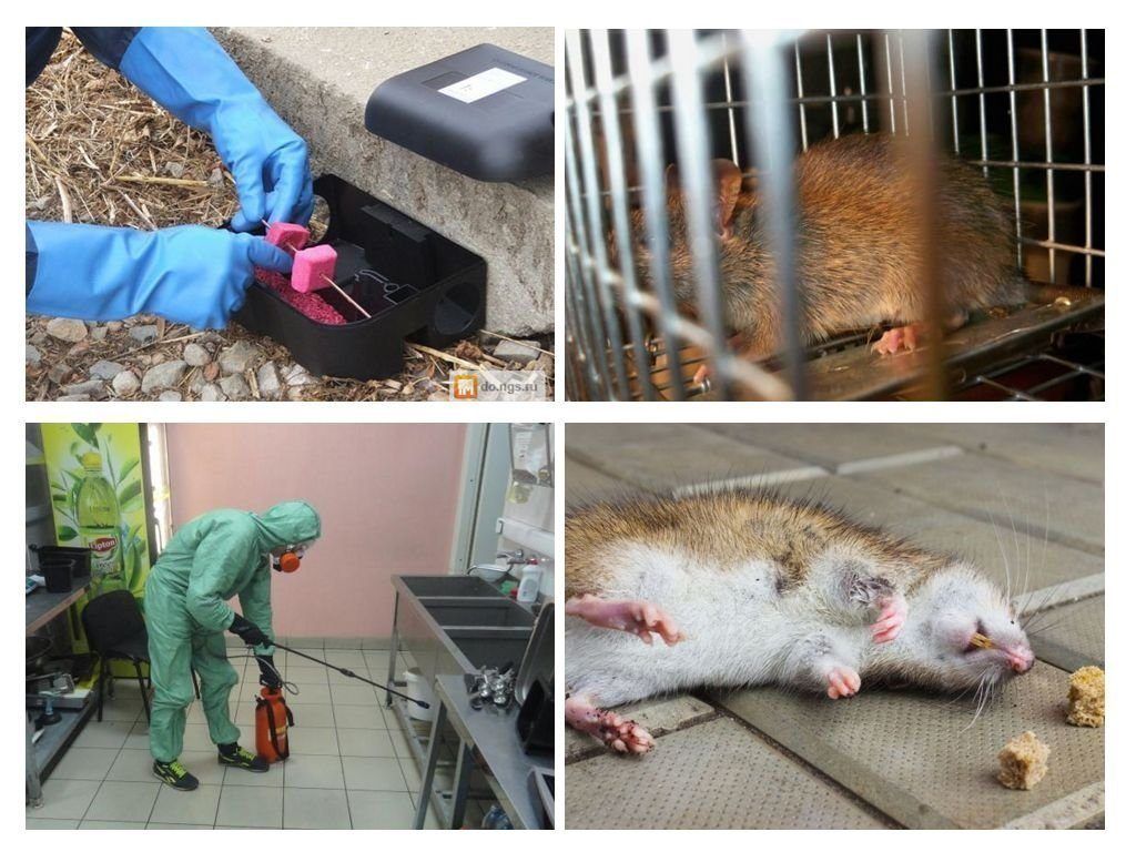 Фирма по уничтожению грызунов, крыс и мышей в Калугой