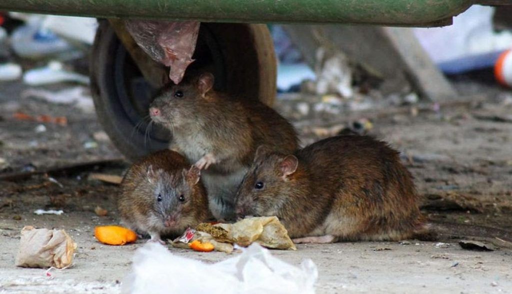 Травить грызунов крыс и мышей в Калугой