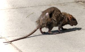 Фирма по уничтожению грызунов, крыс и мышей в Калугой