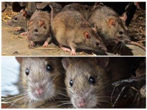 Травить грызунов крыс и мышей в Калугой