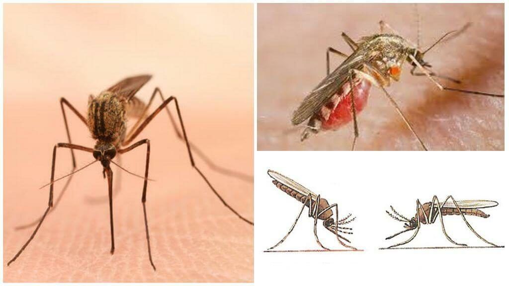 Уничтожение комаров в Калугой