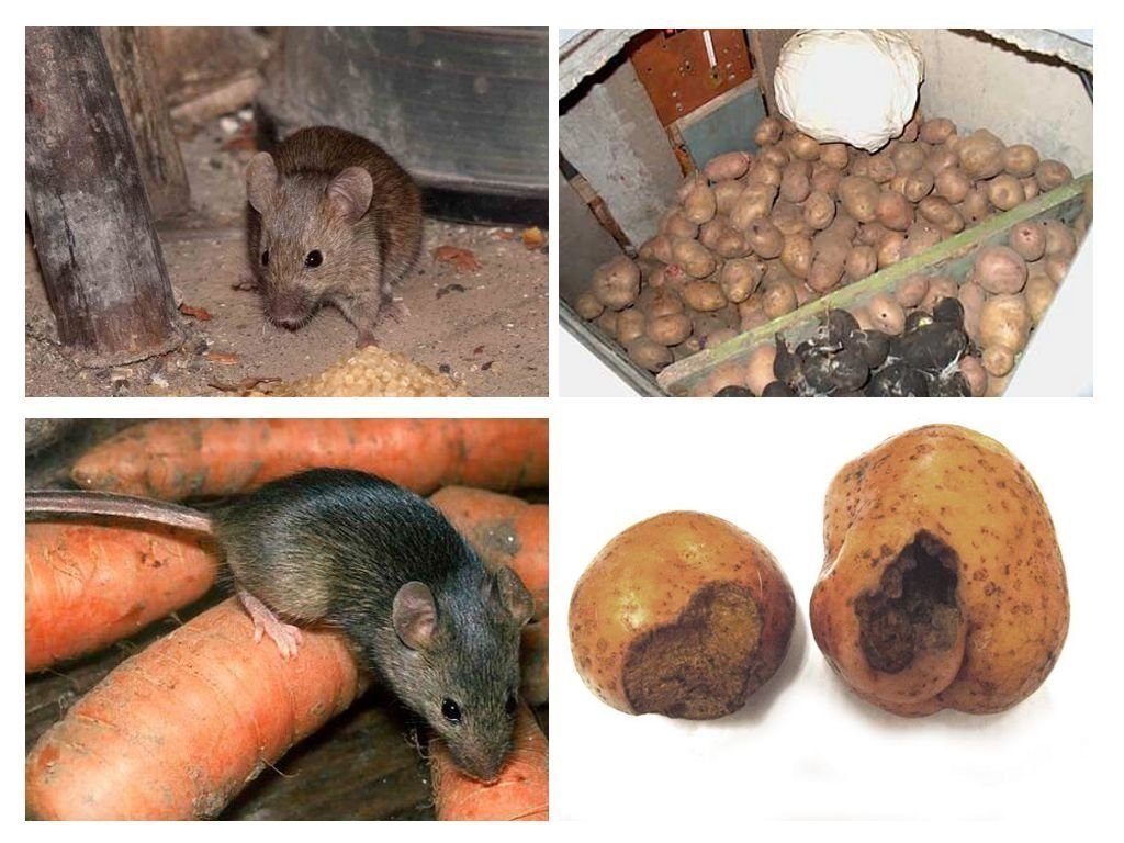 Обработка от грызунов крыс и мышей в Калугой