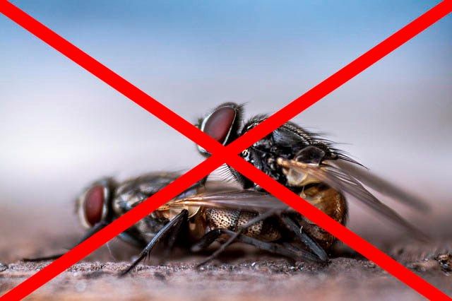 Профессиональное уничтожение мух в Калугой с гарантией