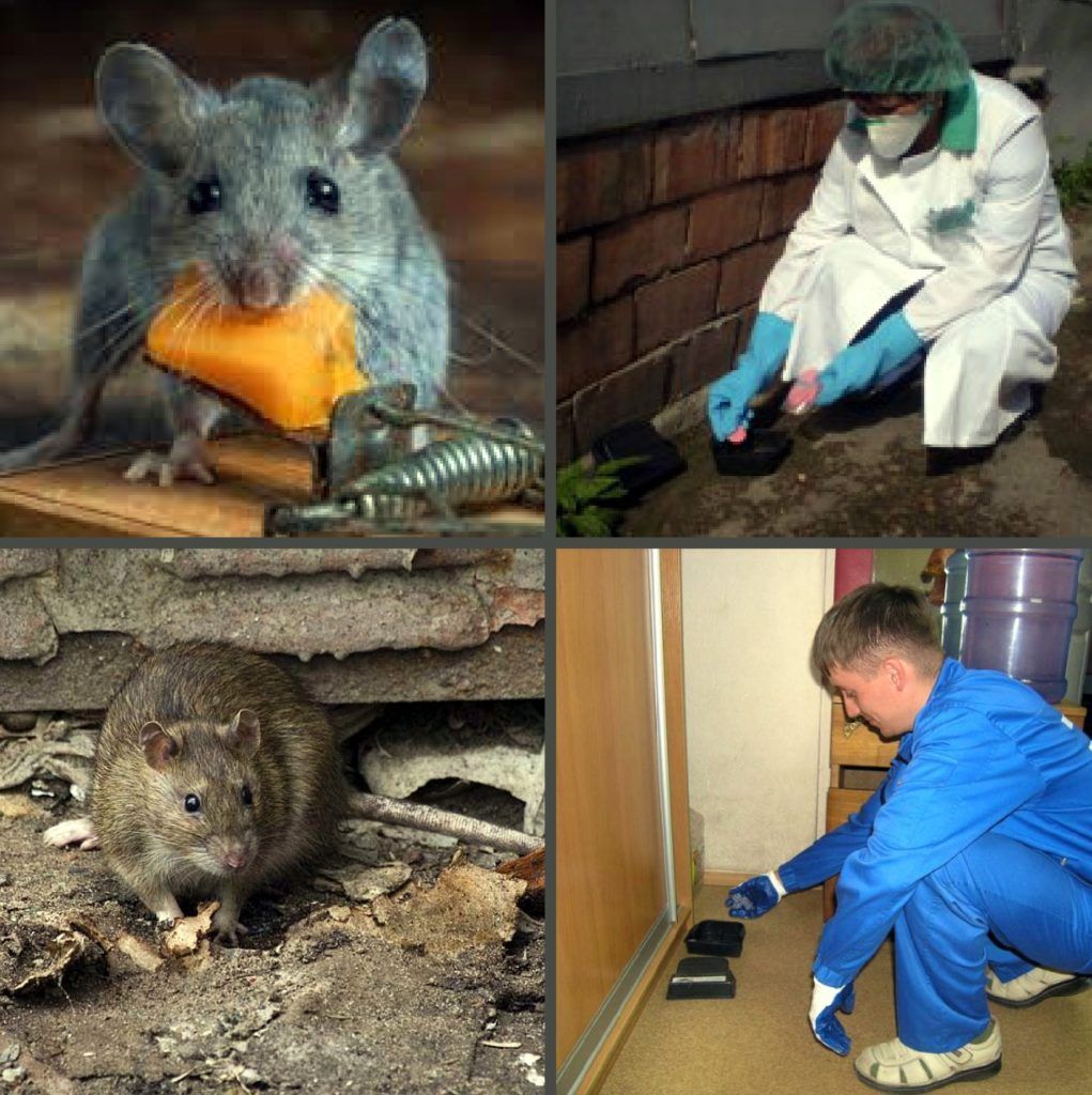 Дезинфекция от грызунов, крыс и мышей в Калугой