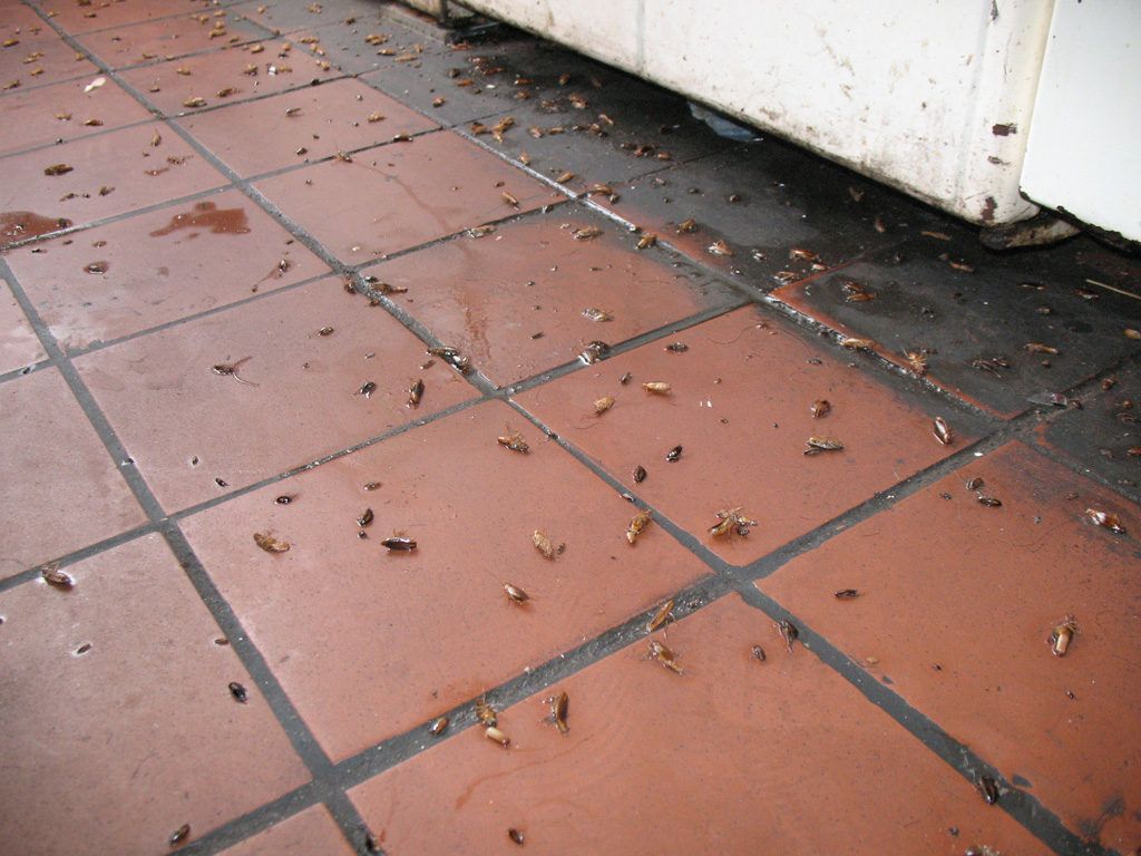 Уничтожение тараканов в квартире в Калугой 