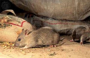 Дератизация от грызунов от крыс и мышей в Калугой