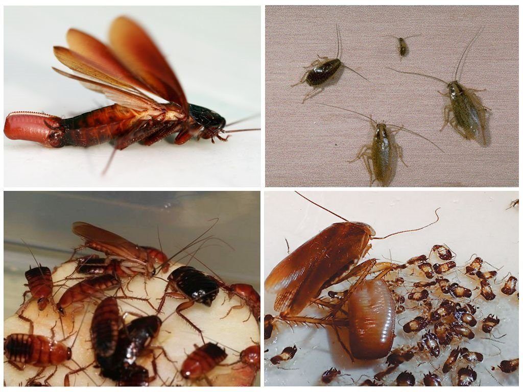Уничтожение тараканов в квартире в Калугой 