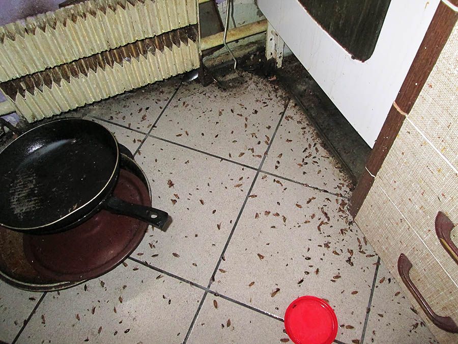 Санэпидемстанция от тараканов в Калугой, вызвать, цены